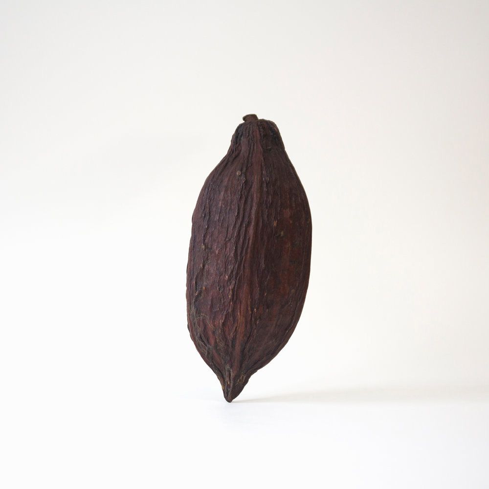 Photography of one cocoa pod standing up