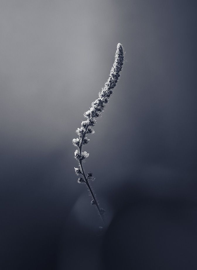 Still life micro photo of plant