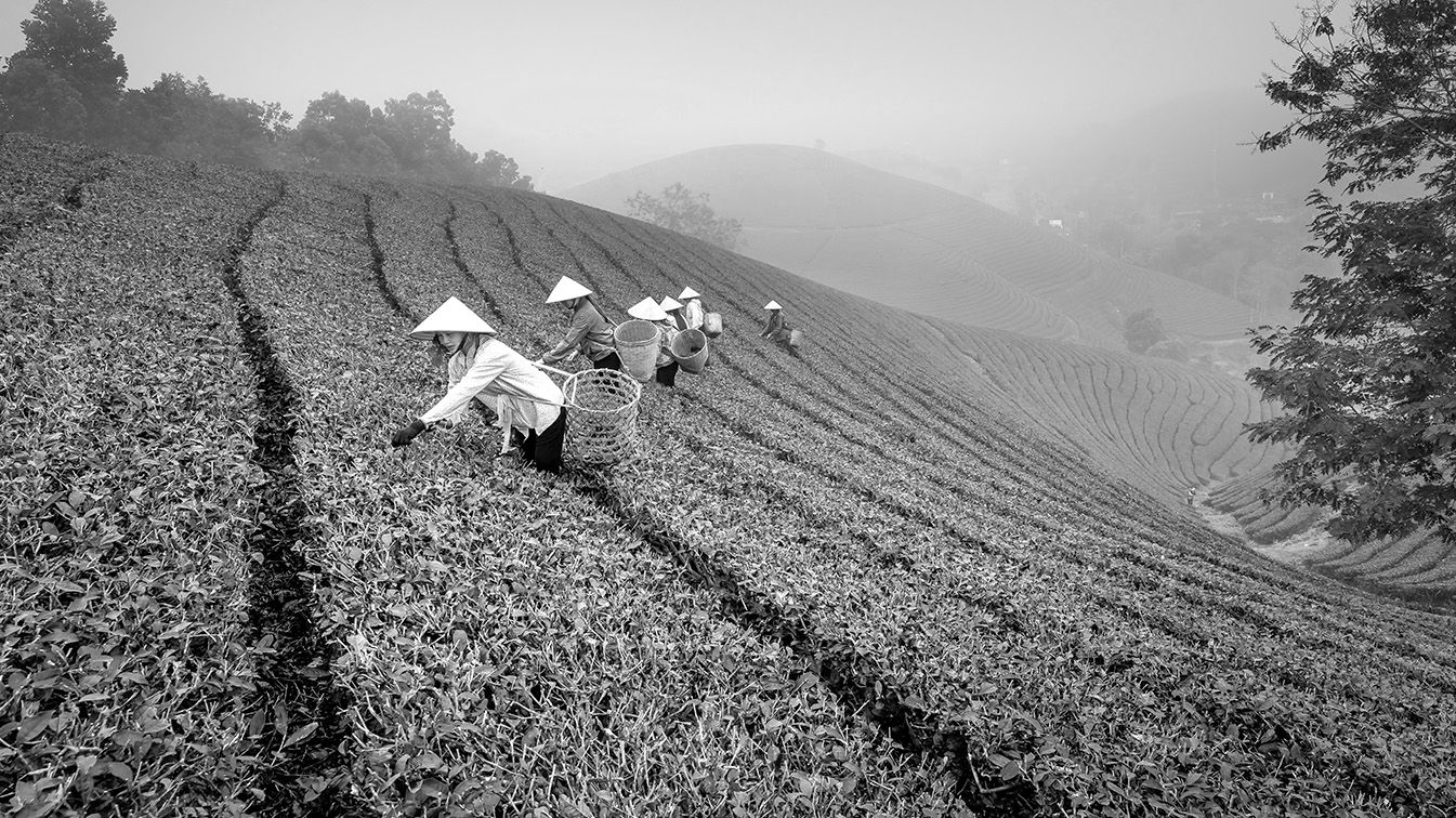 Tea pickers in fields picking tea leaves